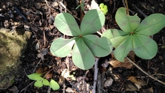 Oxalis nelsonii