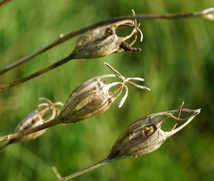 Campanula patula