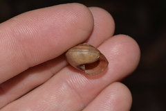 Ponderconcha murphyi