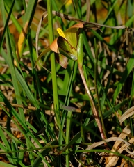 Romulea hirsuta cuprea