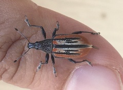 Diaprepes abbreviatus