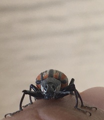 Diaprepes abbreviatus