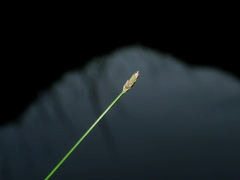 Eleocharis congesta, photograph (c) Jacy Chen, some rights reserved (CC BY)