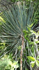 Dasylirion acrotrichum