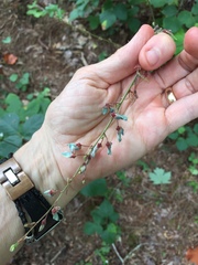 Desmodium viridiflorum