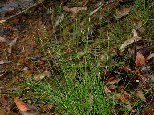 Eleocharis congesta, photograph 5