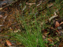 Eleocharis congesta, photograph (c) Jacy Chen, some rights reserved (CC BY)