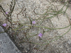 Limonium virgatum