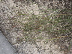 Limonium virgatum