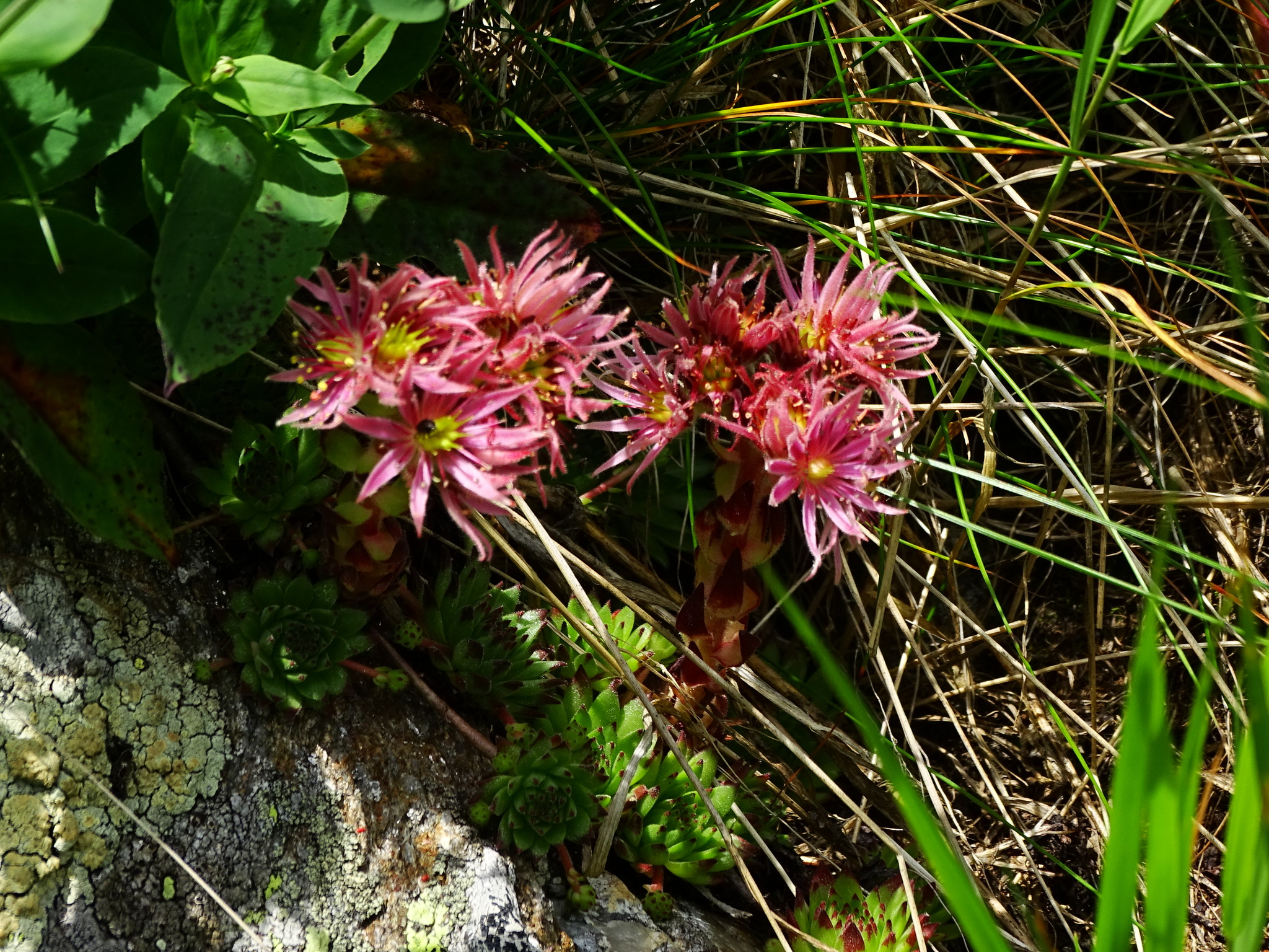 Sempervivum brassaii Schur 3