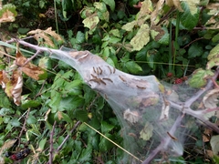 Euproctis chrysorrhoea