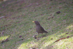 Turdus chiguanco