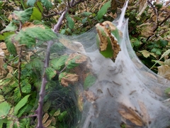 Euproctis chrysorrhoea