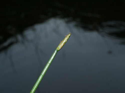 Image of Eleocharis dulcis by (c) Jacy Chen, some rights reserved (CC BY)
