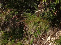 Festuca pseudodura