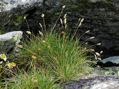 Oreochloa disticha