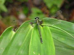 Leptogomphus sauteri formosanus