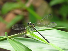 Leptogomphus sauteri formosanus