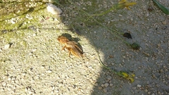 Gryllotalpa vineae