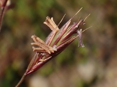 Festuca pseudodura