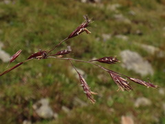 Festuca pseudodura