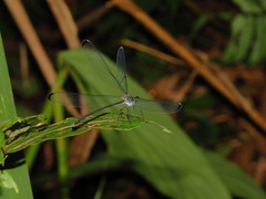 Psolodesmus mandarinus