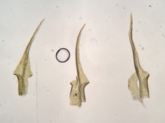 Dicranella schreberiana