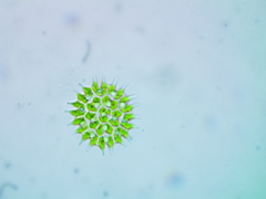 Pseudopediastrum boryanum longicorne