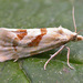 Smeathmann's Aethes Moth - Photo (c) Tony Morris, some rights reserved (CC BY-NC)