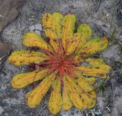 Drosera bulbosa