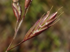 Festuca pseudodura