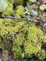Dicranella schreberiana