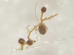 Dicranella schreberiana