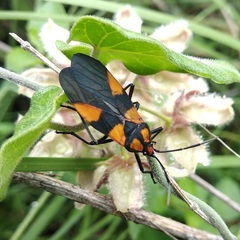 Oncopeltus varicolor varicolor