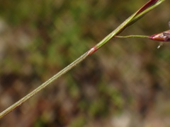 Festuca pseudodura