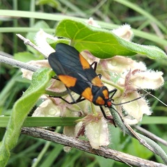 Oncopeltus varicolor varicolor