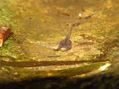 Kurixalus eiffingeri