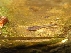 Kurixalus eiffingeri
