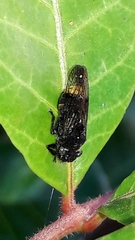 Teletusa