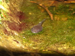 Kurixalus eiffingeri