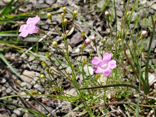 Sandplain false foxglove (Agalinis decemloba)