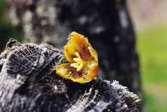 Calochortus spatulatus
