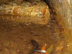 Kurixalus eiffingeri