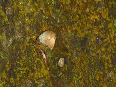 Sphenomorphus indicus