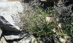 Limonium ramosissimum