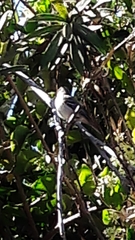 Camptostoma obsoletum