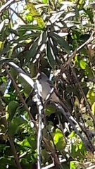 Camptostoma obsoletum