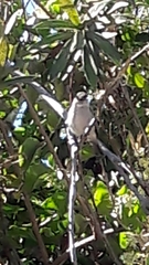 Camptostoma obsoletum