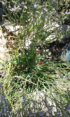 Limonium ramosissimum