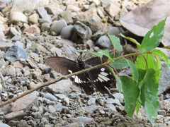 Papilio nephelus chaonulus